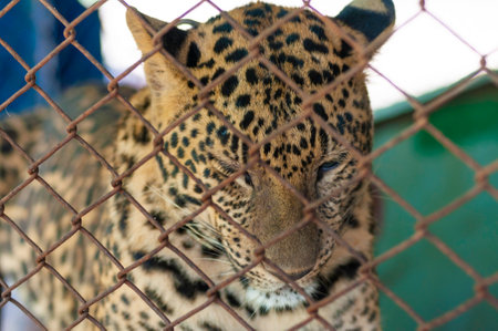 Close up leopard face eyes in grunge case, big cat look dismal and sad in case no freedom.の写真素材