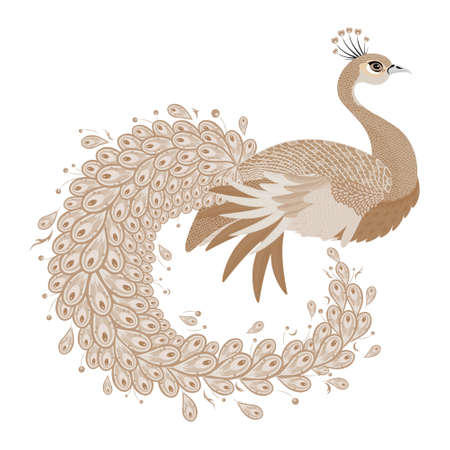 Peacock design with white tones. vector illustration.のイラスト素材