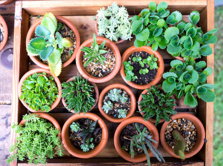 little flowerpots in the wooden trayの写真素材