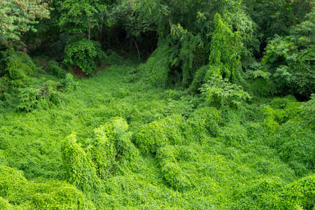 cover crop are overgrown in the jungleの写真素材
