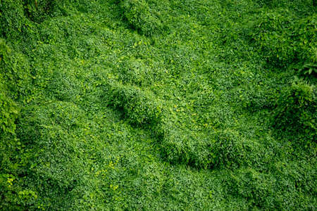 cover crop are overgrown in the jungleの写真素材