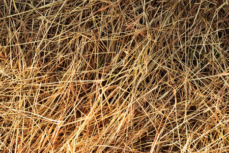 Straws on ground 2