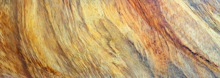 Beautiful texture of cutting woodの写真素材