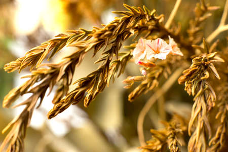 Macro of little flowers in dry fernの写真素材