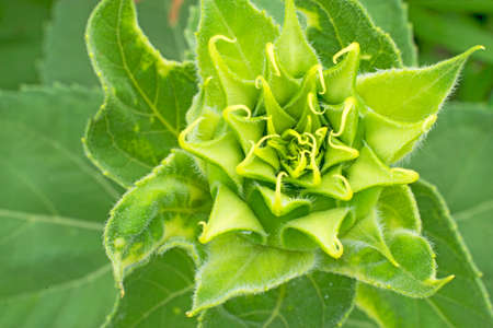Top view sprout sunflower tree before bloomの写真素材