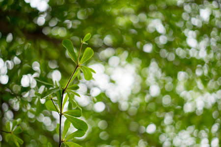 Treetop and blur of light on backgroundの写真素材