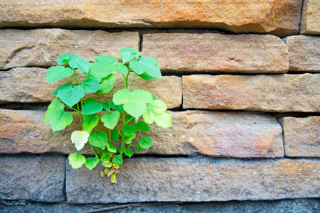 Little bo tree grow by brick wallの写真素材