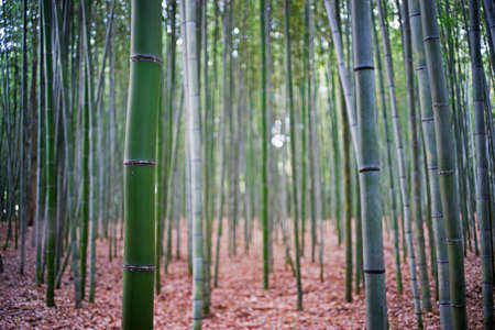 Green straight bamboo garden and focus on the front stem.の写真素材