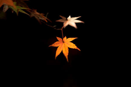 Close up of red maple leaf on black backgroundの写真素材