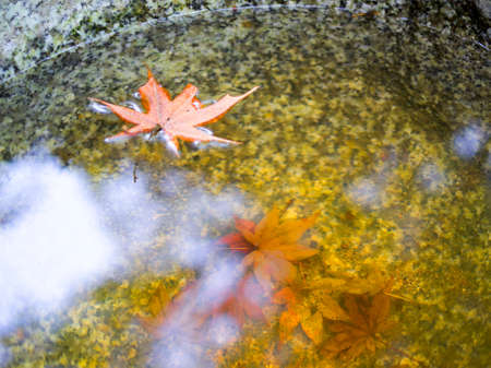 Red maple leaf floating on the water in stone basin.の写真素材
