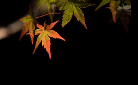 Close up of red maple leaf on black backgroundの写真素材