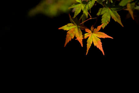 Close up of red maple leaf on black backgroundの写真素材