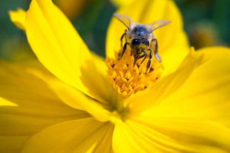 Close up bee hole on pollen of yellow flowerの写真素材