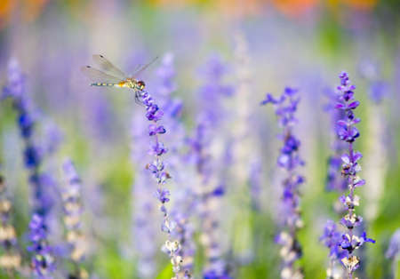 Dragonfly hold on top of blue salvia in soft mood and toneの写真素材