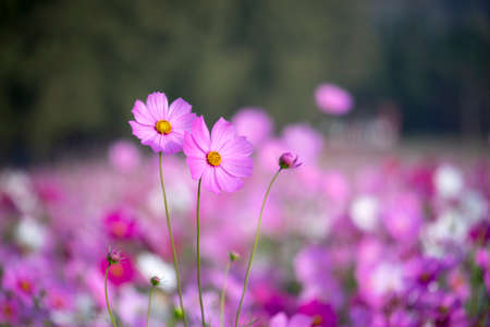 Pink cosmos in soft mood and tone