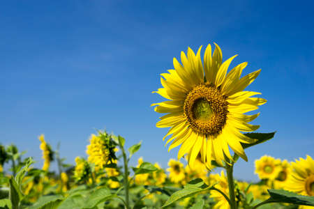 Close up of sunflower on clear blue skyの写真素材