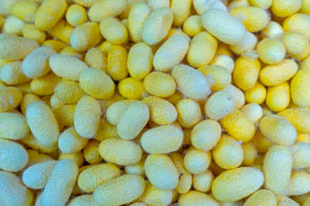 Yellow cocoons before process to silk.