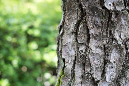 Close up of pine tree bark on blurry green background.の写真素材
