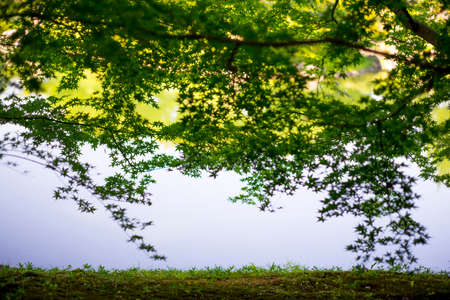 Soft focus of green maple in shady.の写真素材