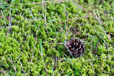 Little pinecone on green moss ground.の写真素材