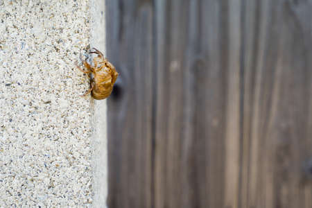 Close up cicada moult on concrete pillar.