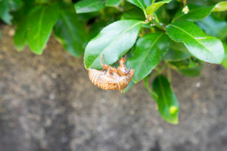Close up cicada moult on green leaf.の写真素材