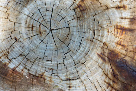 Top view of old cracking stump.の写真素材