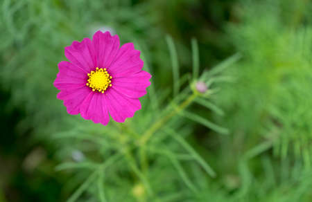 Close up of pink cosmos with yellow pollen on blur green background.の写真素材