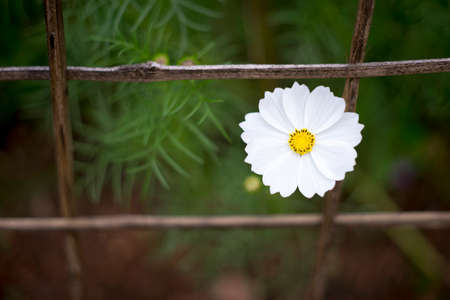 White cosmos by bamboo fence and blur of green leaf on background.の写真素材