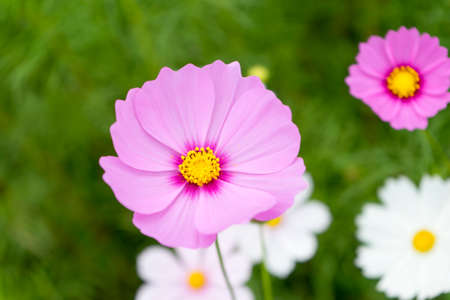Close up of pink cosmos with yellow pollen on blur green background.の写真素材
