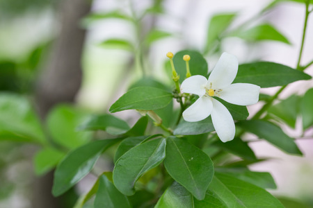 White flower, Orang Jessamineの写真素材