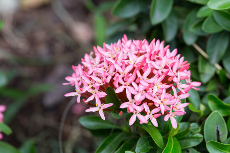 Closeup West Indian Jasmineの写真素材