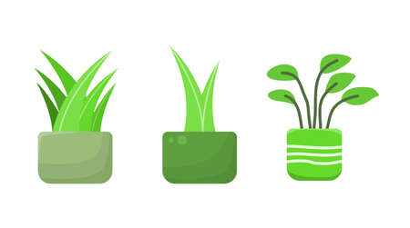 Isolated Cute aesthetic houseplant ornamental. Vector format. Flat style design.のイラスト素材