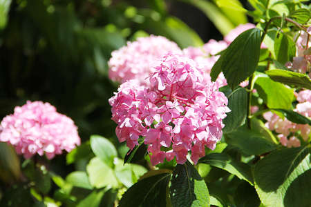 Pink flower hydrangea surrounded by green leaves.