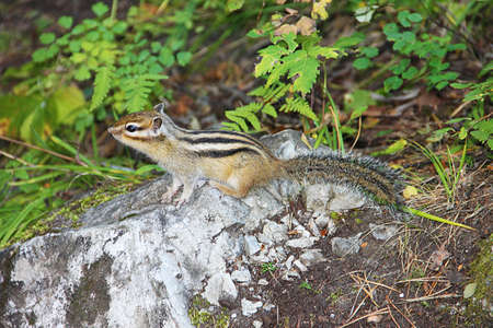 Little chipmunk with black stripes on the back in green grass.の写真素材