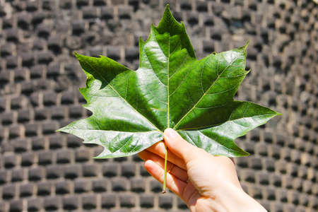 A large bright green maple leaf in the hand of a man against a backdrop of masonry.の写真素材