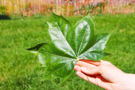 A large bright green maple leaf in the hand of a man against a background of green grass and a wooden fence.の写真素材