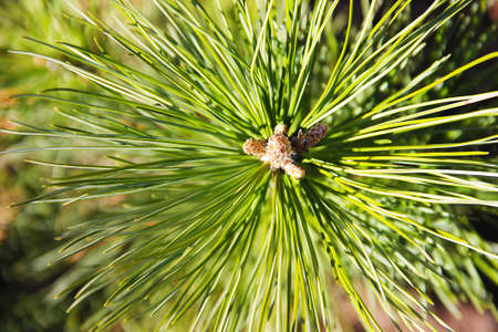 A branch of a tree A young, bright green needle of a cedar tree closeup on a blurred background.