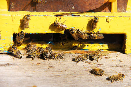 Group of a bee at the entrance to the hive of a yellow hive.
