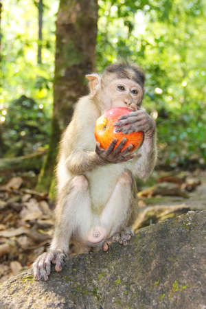 A small monkey - a male macaque, sitting on a stone against a background of green jungle, holds a...