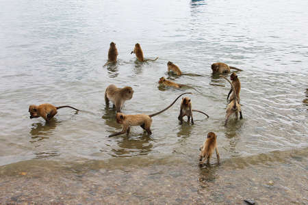 A group of small monkeys - a macaque collects nuts in the water. Photo taken on one of the islands of Thailand, on the Pacific coast.の写真素材
