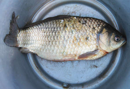 River fish carp lies in an aluminum bucket. Close-up.の写真素材