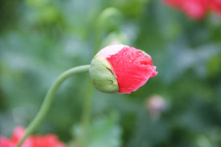 A beautiful unblown poppy flower bud of bright crimson color with raindrops on a thin stem on a blurred green background. Photo taken close-up, macroの写真素材