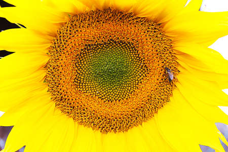 A large sunflower with beautiful yellow petals. At the heart of the flower is a bee. Macro.