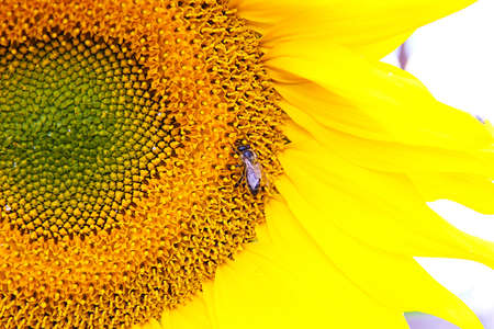 A large sunflower with beautiful yellow petals. At the heart of the flower is a bee. Macro.の写真素材