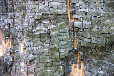 The texture of the scorched wood. Black charred tree trunk.の写真素材