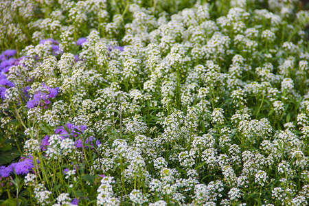 Carpet of small white fragrant flowers - alissum. Bright summer picture of the garden. The background is blurred.の写真素材