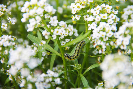 Carpet of small white fragrant flowers - alissum. Bright summer picture of the garden. The background is blurred. In the flowers - yellow-black caterpillar.の写真素材