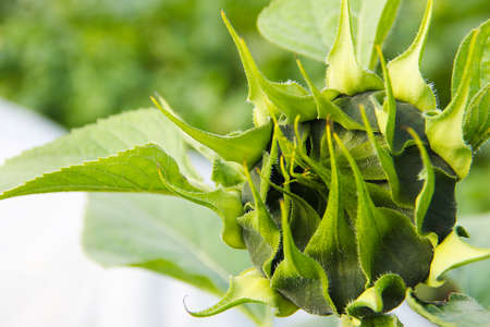 The young sunflower has not yet blossomed. Side view.の写真素材