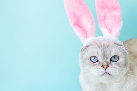 Scottish cat with rabbit ears on a blue background and space for text. high quality photoの写真素材